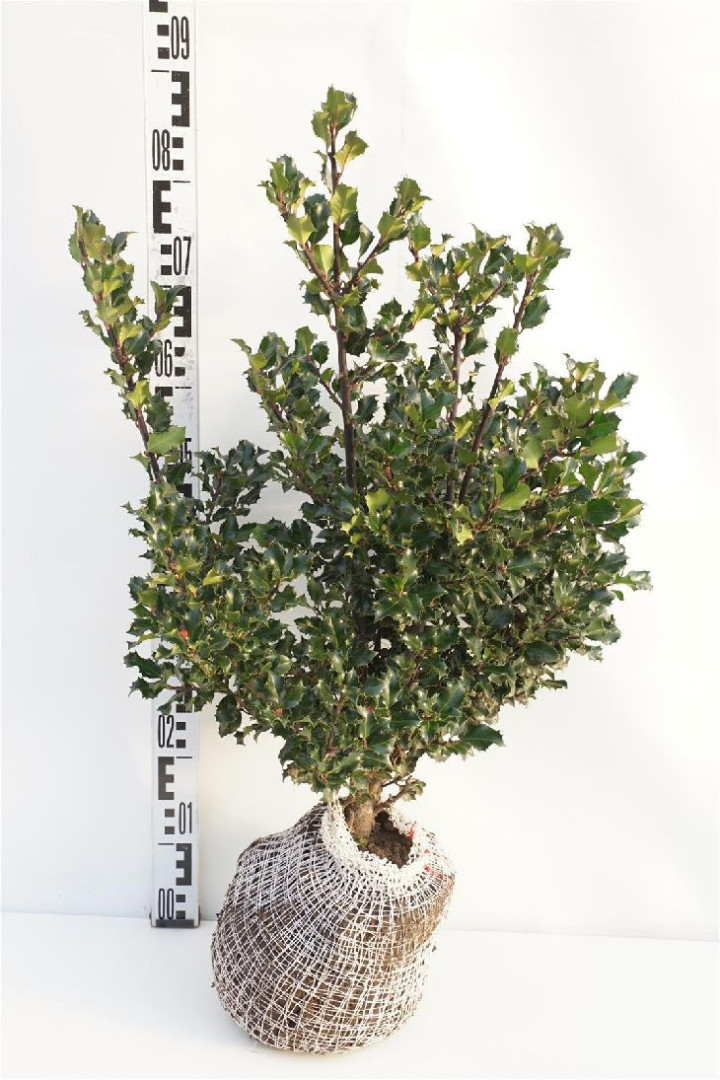 Bugienis (Lot Ilex mes.) 'Blue Angel' 50-60 CM RB