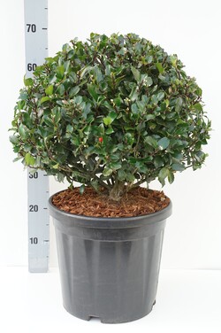 Bugienis (Lot Ilex mes.) 'Blue Maid' 40-50 CM BALL C18