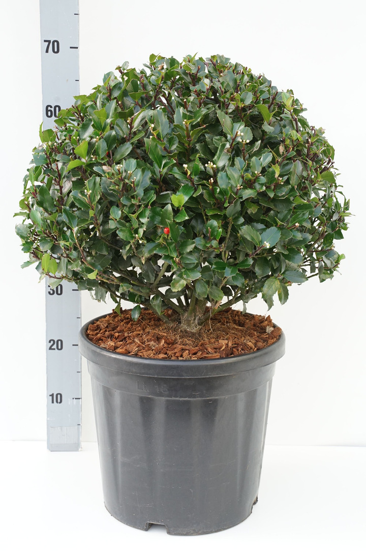 Bugienis (Lot Ilex mes.) 'Blue Maid' 40-50 CM BALL C18
