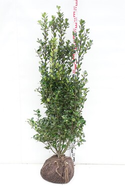 Bugienis (Lot Ilex mes.) 'Blue Prince' 120-140 CM RB