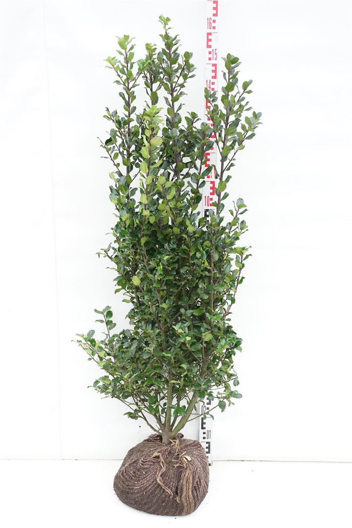 Bugienis (Lot Ilex mes.) 'Blue Prince' 120-140 CM RB
