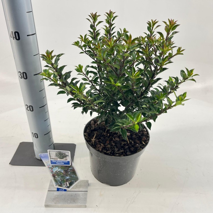 Bugienis (Lot Ilex mes.) 'Gentle' C3/P19 20-25 CM