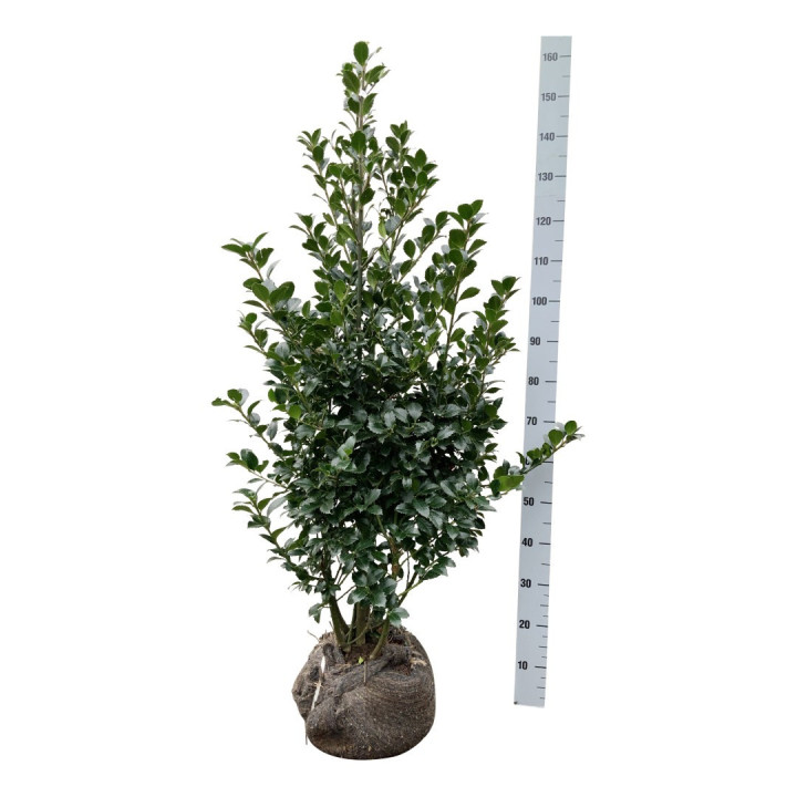 Bugienis (Lot Ilex mes.) 'Heckenfee' 100-125 CM RB