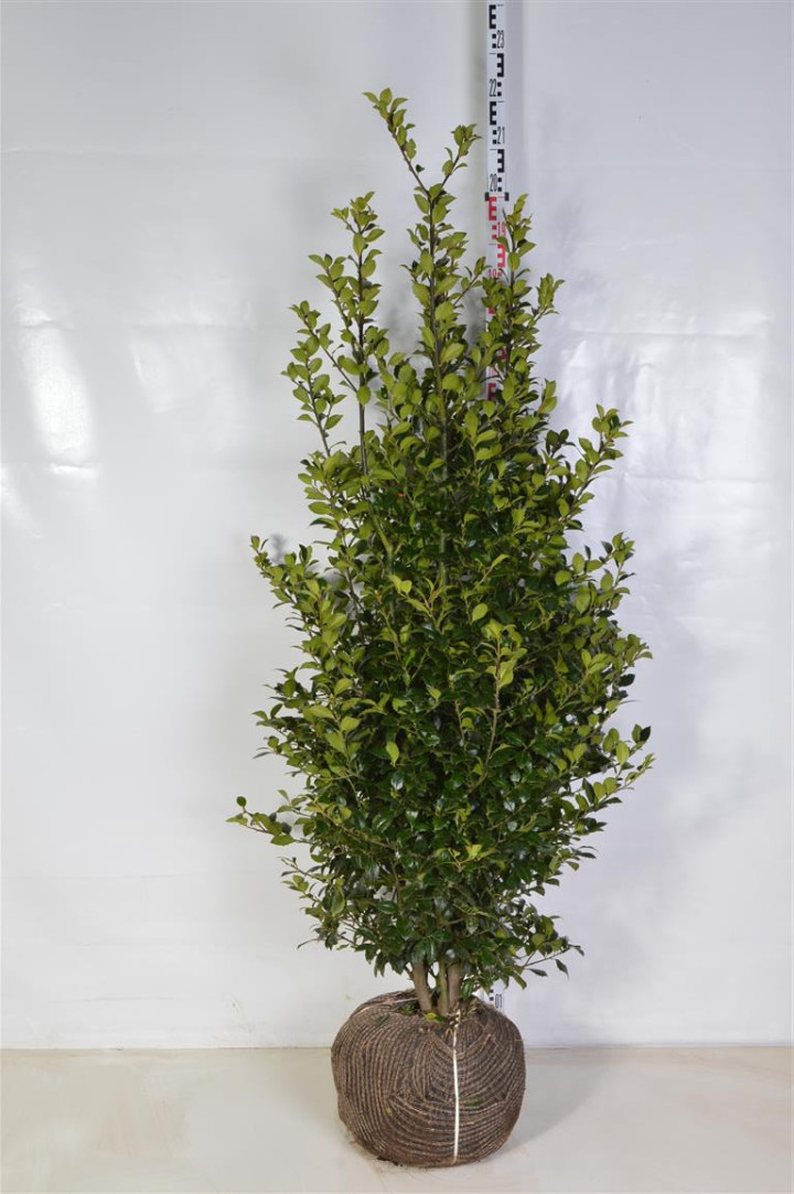 Bugienis (Lot Ilex mes.) 'Heckenfee' 150-175 CM RB EXTRA TRNSPL