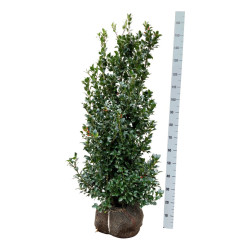 Bugienis (Lot Ilex mes.) 'Heckenfee' 100-125 CM RB EXTRA TRNSPL