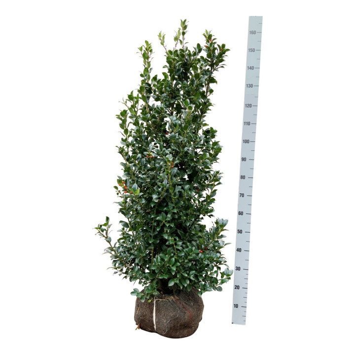 Bugienis (Lot Ilex mes.) 'Heckenfee' 100-125 CM RB EXTRA TRNSPL