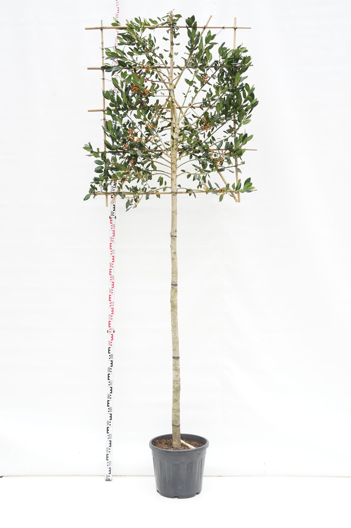 Bugienis (Lot Ilex) 'Nellie R. Stevens' C35 KAMIENO APIMTIS 14-16 CM STANDARD