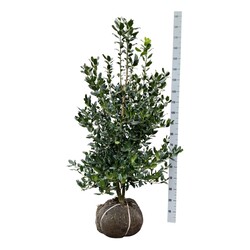 Bugienis (Lot Ilex) 'Nellie R. Stevens' 125-150 CM RB