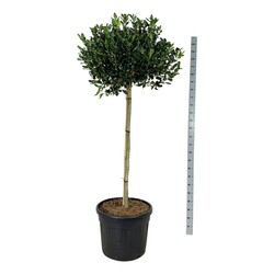Bugienis (Lot Ilex) 'Nellie R. Stevens' C90 STIEBAS 120 CM EXTRA