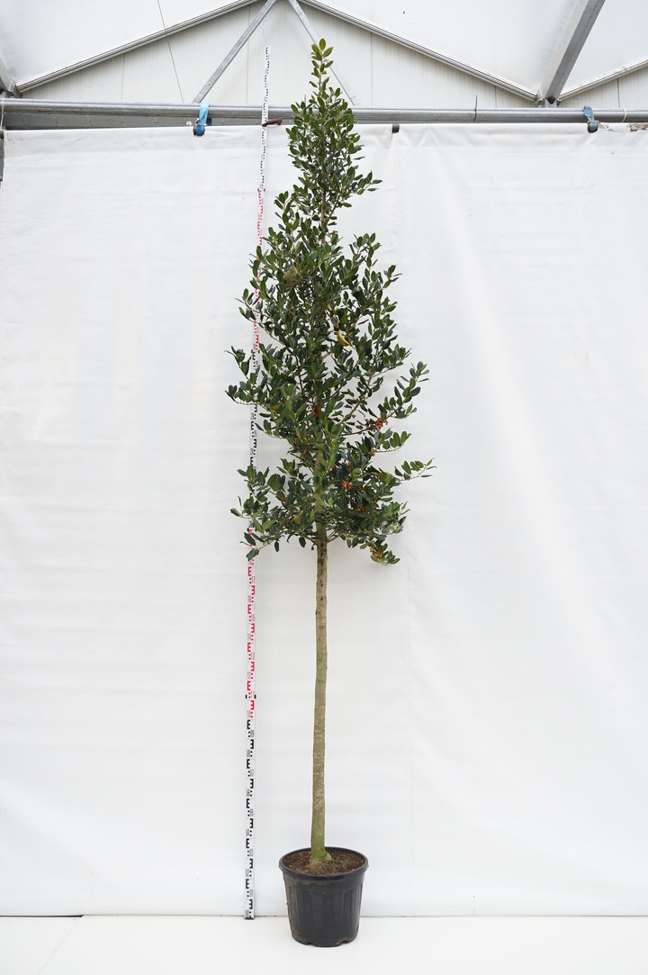 Bugienis (Lot Ilex) 'Nellie R. Stevens' C45 KAMIENO APIMTIS 14-16 CM STANDARD