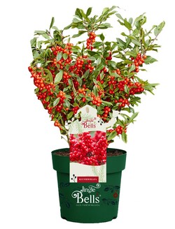 Virgininis bugienis (Lot Ilex vert.) 'Jingle Bells' C2/P17 30-35 CM
