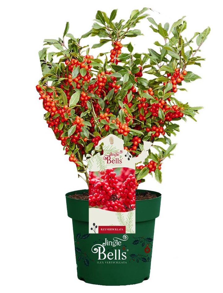 Virgininis bugienis (Lot Ilex vert.) 'Jingle Bells' C2/P17 30-35 CM