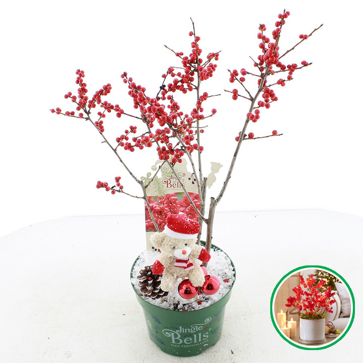 Virgininis bugienis (Lot Ilex vert.) 'Jingle Bells' C2/P17 30/+ CM