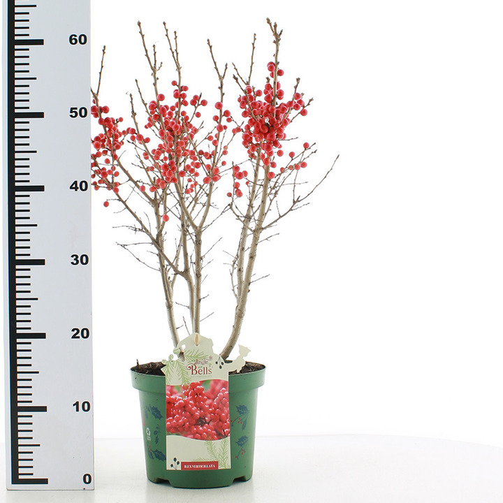 Virgininis bugienis (Lot Ilex vert.) 'Jingle Bells' C3/P19 40-50 CM