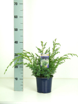 Kadagys kininis (Lot Juniperus chin.) 'Blue Alps' C1,5/P15 25-30 CM