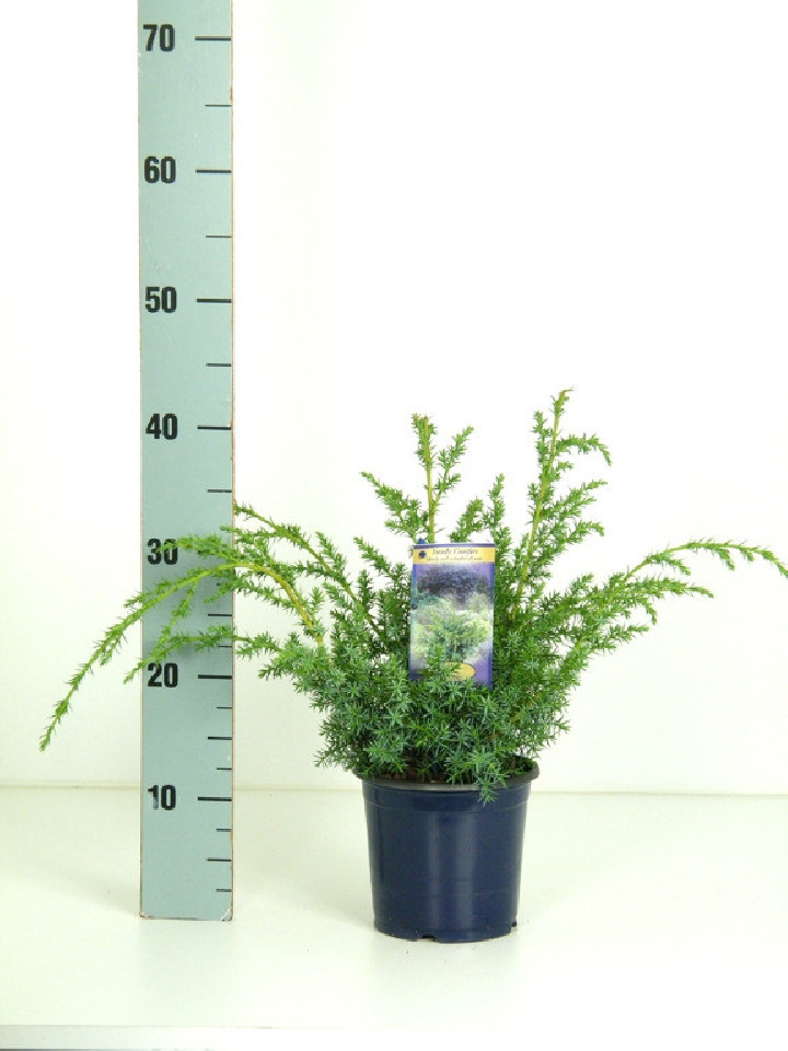 Kadagys kininis (Lot Juniperus chin.) 'Blue Alps' C1,5/P15 25-30 CM