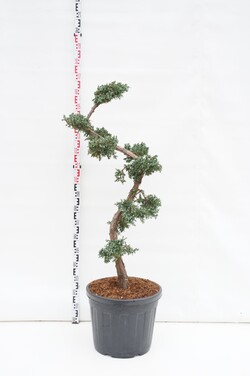 Kadagys kininis (Lot Juniperus chin.) 'Blue Alps' BONSAI 125/+ CM C55