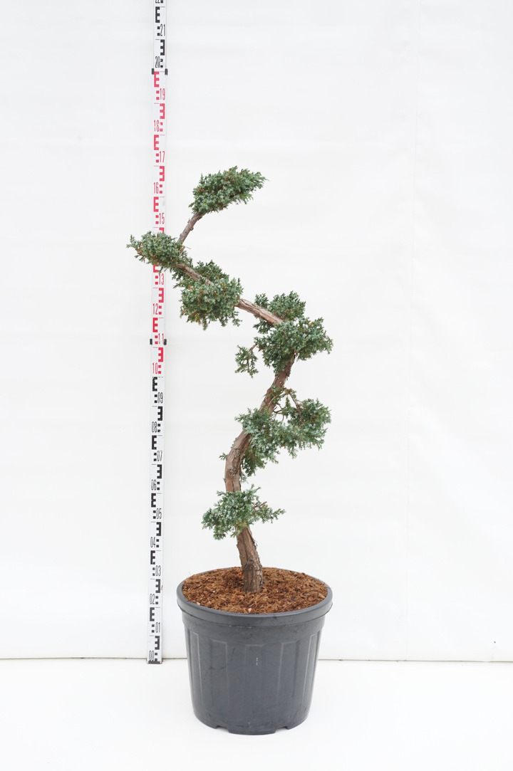Kadagys kininis (Lot Juniperus chin.) 'Blue Alps' BONSAI 125/+ CM C55