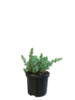 Kadagys pajūrinis (Lot Juniperus conf.) 'Blue Pacific' C2,5/P18 20-25 CM
