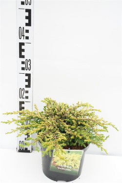 Kadagys paprastasis (Lot Juniperus comm.) 'Goldschatz' C2/P17 25-30 CM
