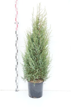 Kadagys paprastasis (Lot Juniperus comm.) 'Hibernica' C12 100/+ CM