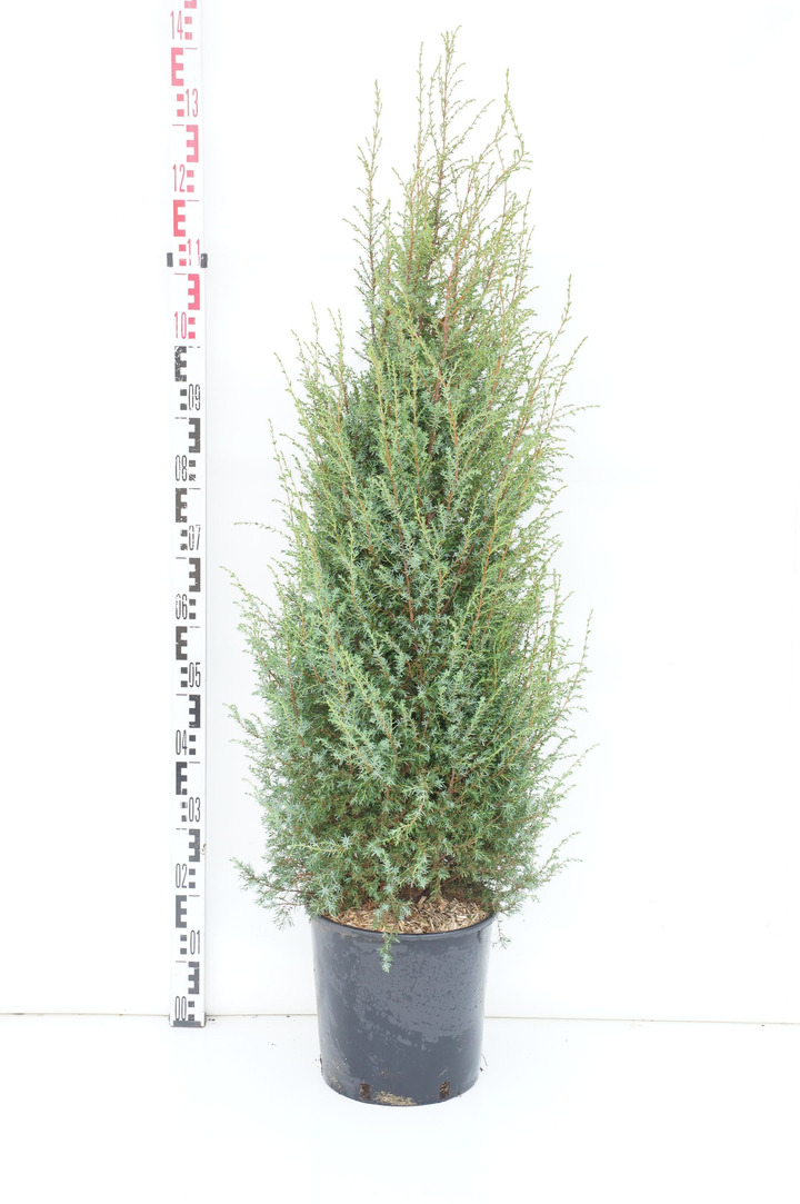 Kadagys paprastasis (Lot Juniperus comm.) 'Hibernica' C12 100/+ CM