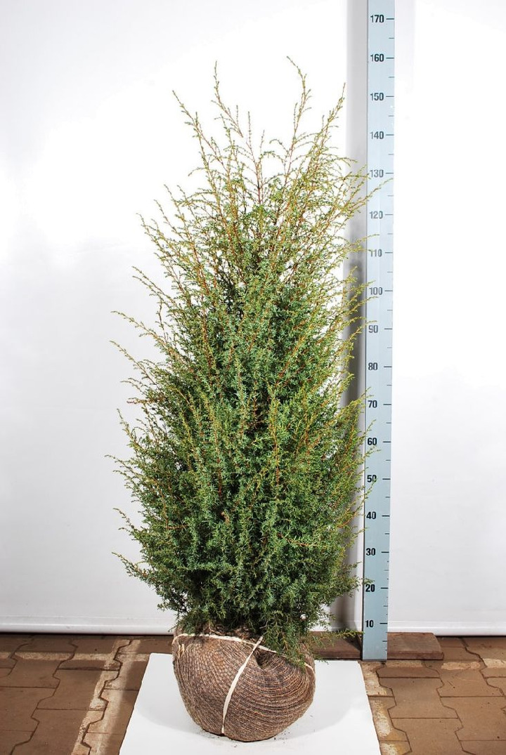 Kadagys paprastasis (Lot Juniperus comm.) 'Hibernica' 100-125 CM RB EXTRA TRNSPL