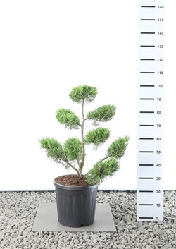 Kadagys kininis (Lot Juniperus chin.) 'Kuriwao Gold' PLATEAU 60-80CM C25