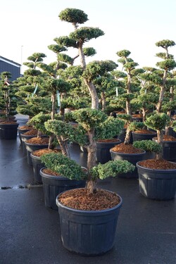 Kadagys kininis (Lot Juniperus chin.) 'Monarch' BONSAI 150-175 CM - nuotrauka 2