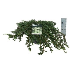 Kadagys paprastasis (Lot Juniperus comm.) 'Ristol' C7,5/P26 60-80 CM