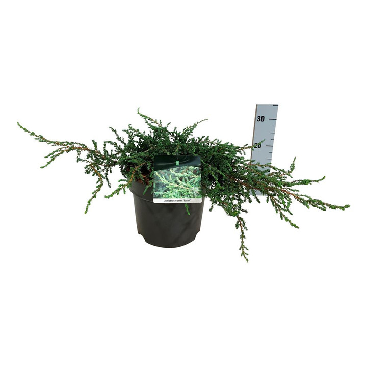 Kadagys paprastasis (Lot Juniperus comm.) 'Ristol' C7/P24 40-50 CM