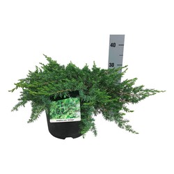 Kadagys pajūrinis (Lot Juniperus conf.) 'Schlager' C7/P24 30-40 CM