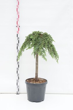 Kadagys pajūrinis (Lot Juniperus conf.) 'Schlager' C20 STIEBAS 60 CM