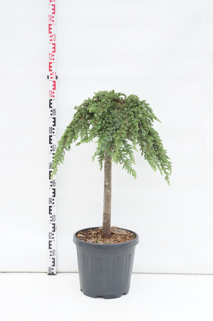 Kadagys pajūrinis (Lot Juniperus conf.) 'Schlager' C20 STIEBAS 60 CM