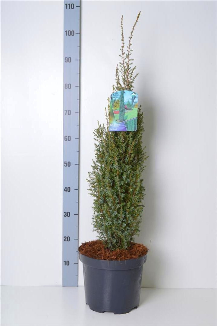 Kadagys paprastasis (Lot Juniperus comm.) 'Sentinel' C7,5/P26 60-80 CM