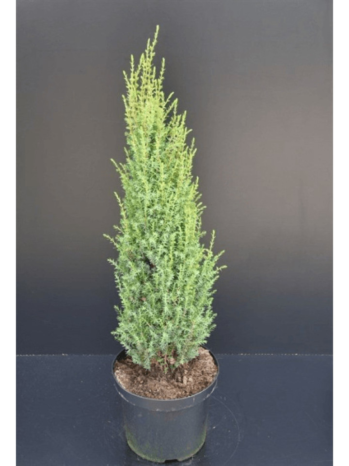 Kadagys paprastasis (Lot Juniperus comm.) 'Sentinel' C10 100-125 CM
