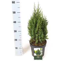Kadagys kininis (Lot Juniperus chin.) 'Stricta' C2,5/P18 30-40 CM