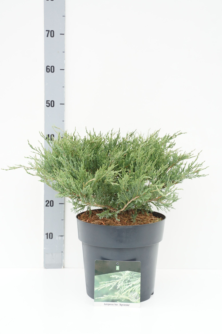 Kadagys gulsčiasis (Lot Juniperus hor.) 'Agnieszka' C7/P24 40-50 CM