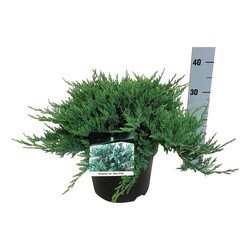 Kadagys gulsčiasis (Lot Juniperus hor.) 'Blue Chip' C7/P24 30-40 CM