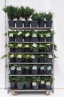 Kadagys MIX (Lot Juniperus in) C7/P24