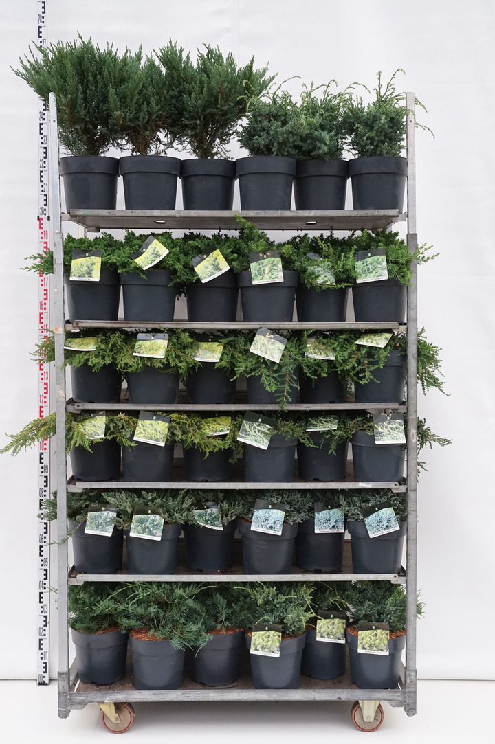 Kadagys MIX (Lot Juniperus in) C7/P24