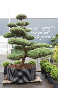 Kadagys tarpinis (Lot Juniperus media) 'Hetzii' BONSAI 225-250 C800 BRONS JUMBO 145