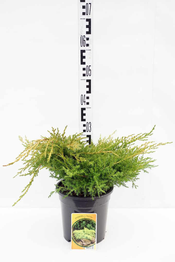 Tarpinis kadagys (Lot Juniperus pf.) 'Gold Star' C3/P19 30-40 CM