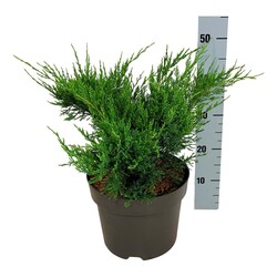 Tarpinis kadagys (Lot Juniperus pf.) 'Mint Julep' C7/P24 30-40 CM