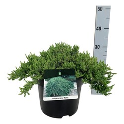 Gulsčiasis kadagys (Lot Juniperus proc.) 'Nana' C7/P24 30-40 CM
