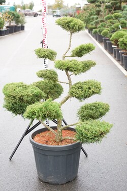 Tarpinis kadagys (Lot Juniperus pf.) 'Old Gold' BONSAI 80-100 C50