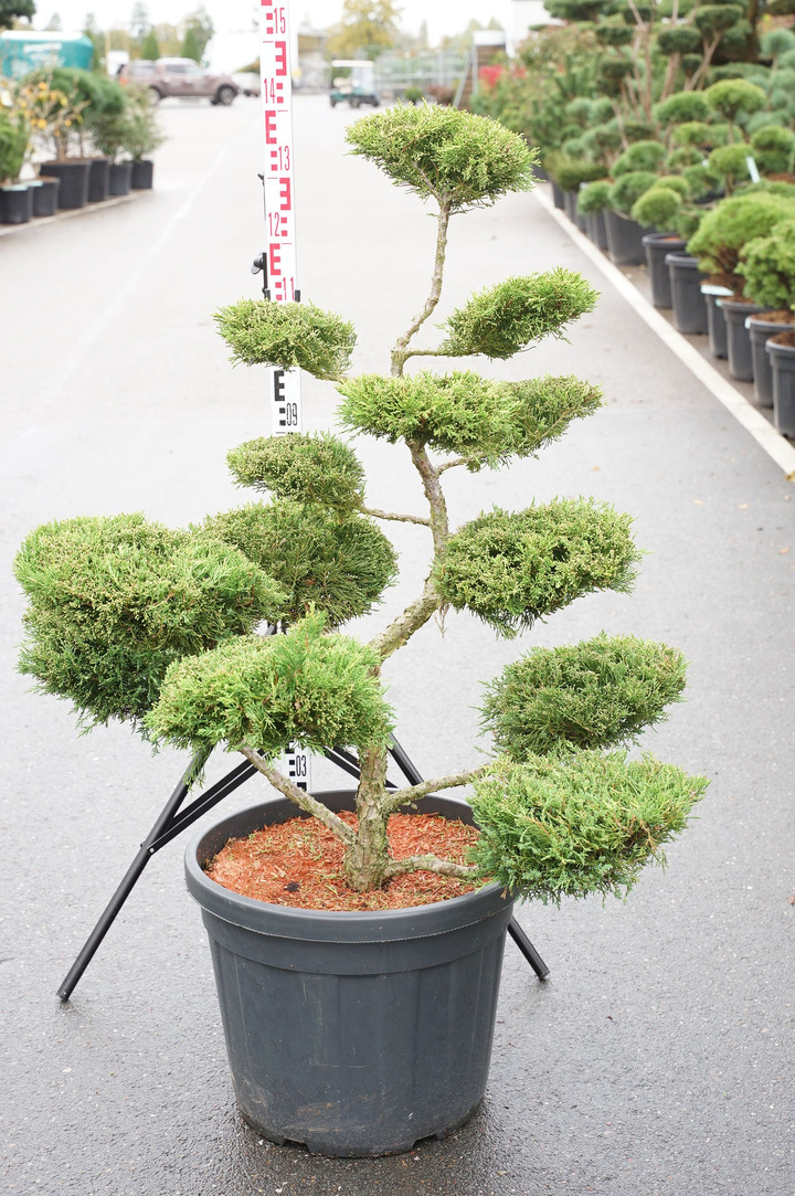 Tarpinis kadagys (Lot Juniperus pf.) 'Old Gold' BONSAI 80-100 C50