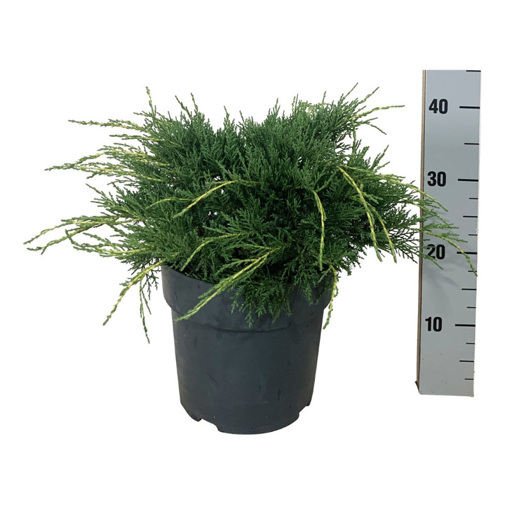 Tarpinis kadagys (Lot Juniperus pf.) 'Pfitzeriana Aurea' C7/P24 30-40 CM