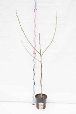 Graikinis riešutmedis (Lot Juglans regia) C10 175-200 CM
