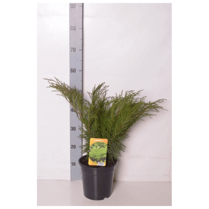 Kadagys kazokinis (Lot Juniperus sabina) C3/P19 40-50 CM